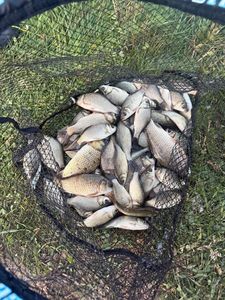 Crucian Carp