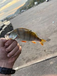 European Perch