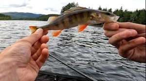 European Perch