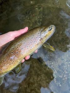 Brown Trout