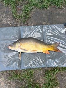 Mirror Carp