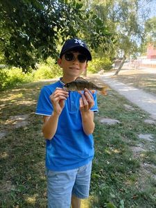 European Perch