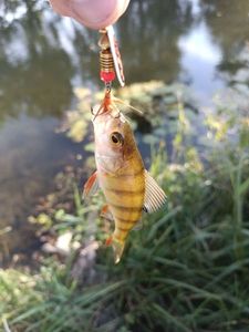 European Perch