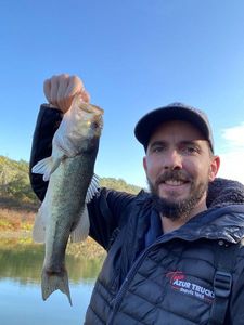 Largemouth Bass