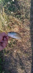Largemouth Bass
