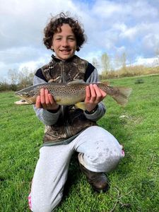 Brown Trout