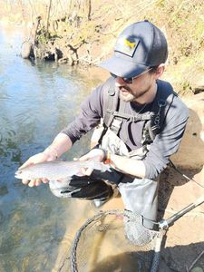 Rainbow Trout
