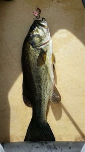 Smallmouth Bass