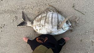 White Seabream