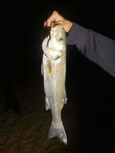 European Bass (Seabass)