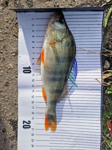 European Perch