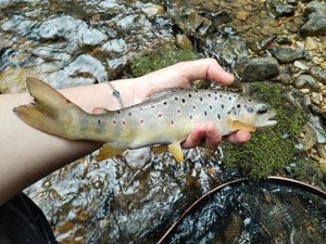 Brown Trout