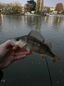 European Perch