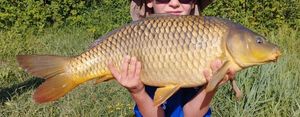 Common Carp
