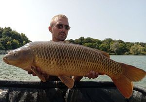 Common Carp