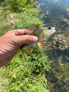 European Perch