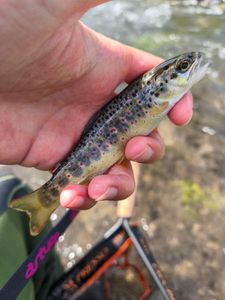 Brown Trout
