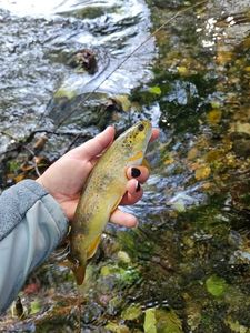 Brown Trout
