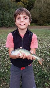 European Perch