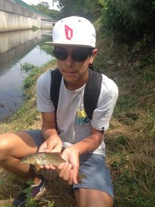 Barbel