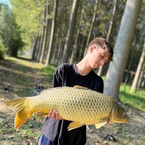 Common Carp