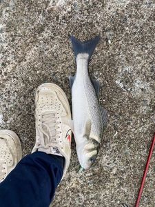 European Bass (Seabass)