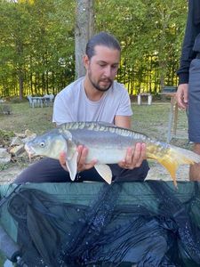Mirror Carp