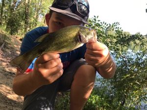 Largemouth Bass