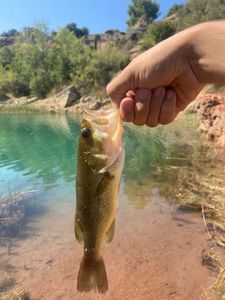 Largemouth Bass