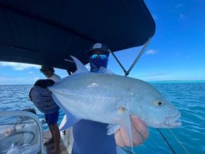 Bluefin Trevally