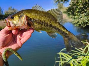 Largemouth Bass