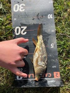 Mirror Carp