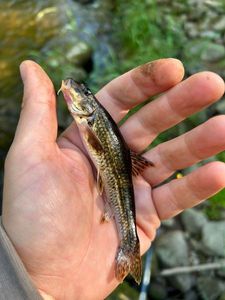 Gudgeon