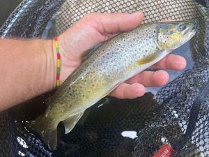 Brown Trout