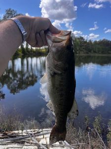 Largemouth Bass