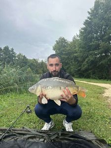 Mirror Carp