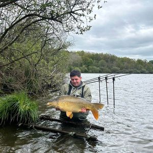 Common Carp