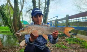Barbel