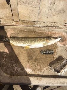 Northern Pike
