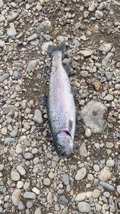 Rainbow Trout