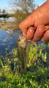 Largemouth Bass
