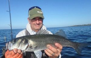 European Bass (Seabass)