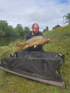 Common Carp