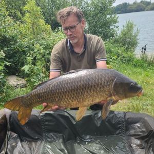 Common Carp
