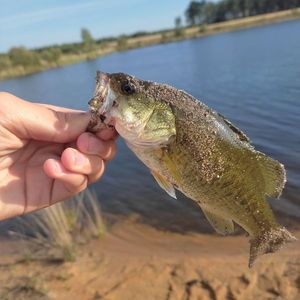 Largemouth Bass
