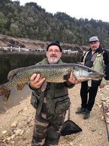 Northern Pike