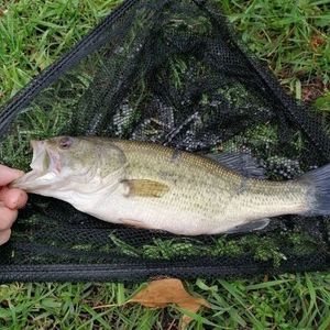 Largemouth Bass