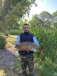 Common Carp