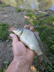 Crucian Carp