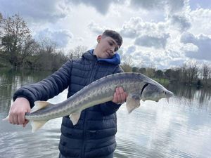 Sturgeon